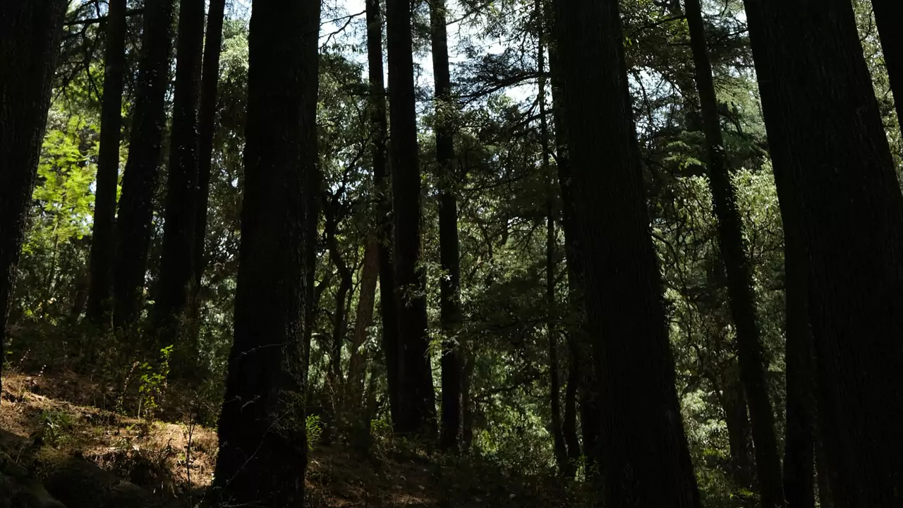 forest in lansdowne with tall trees