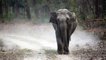 elephant seen up close in jim corbett national park