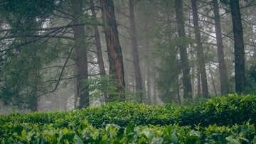 fog in forest creating unique atmosphere in kausani