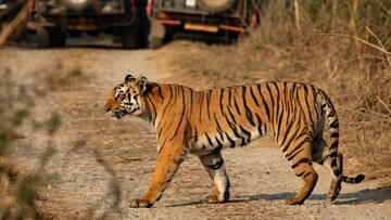 tiger walking close to jeep in jim corbett national park