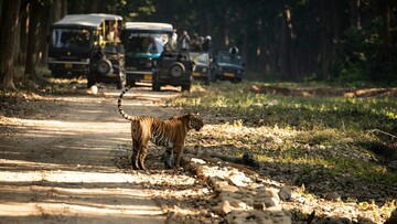 tiger on safari route close