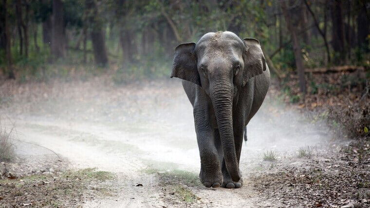 elephant seen up close in jim corbett national park