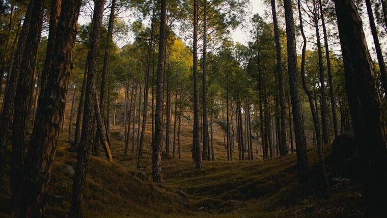 beautiful view of tall trees in almora
