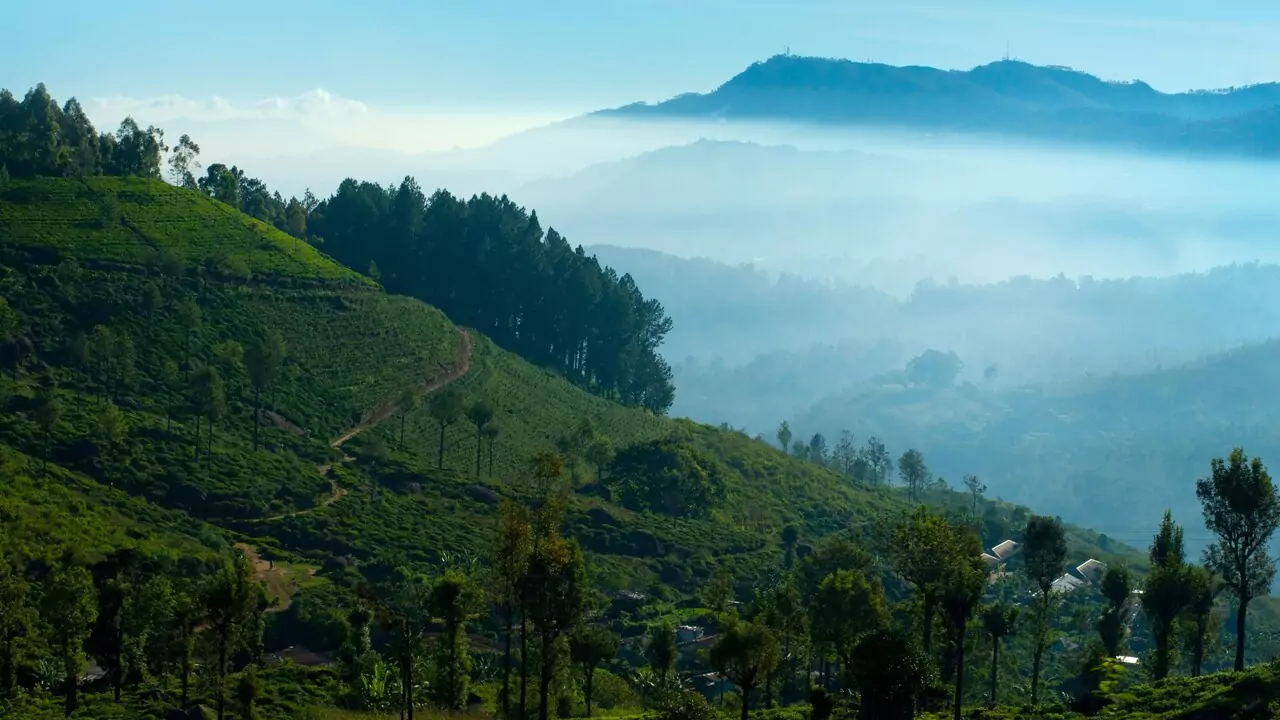 Majestic mountains rise above a forest of trees, creating a beautiful natural landscape.