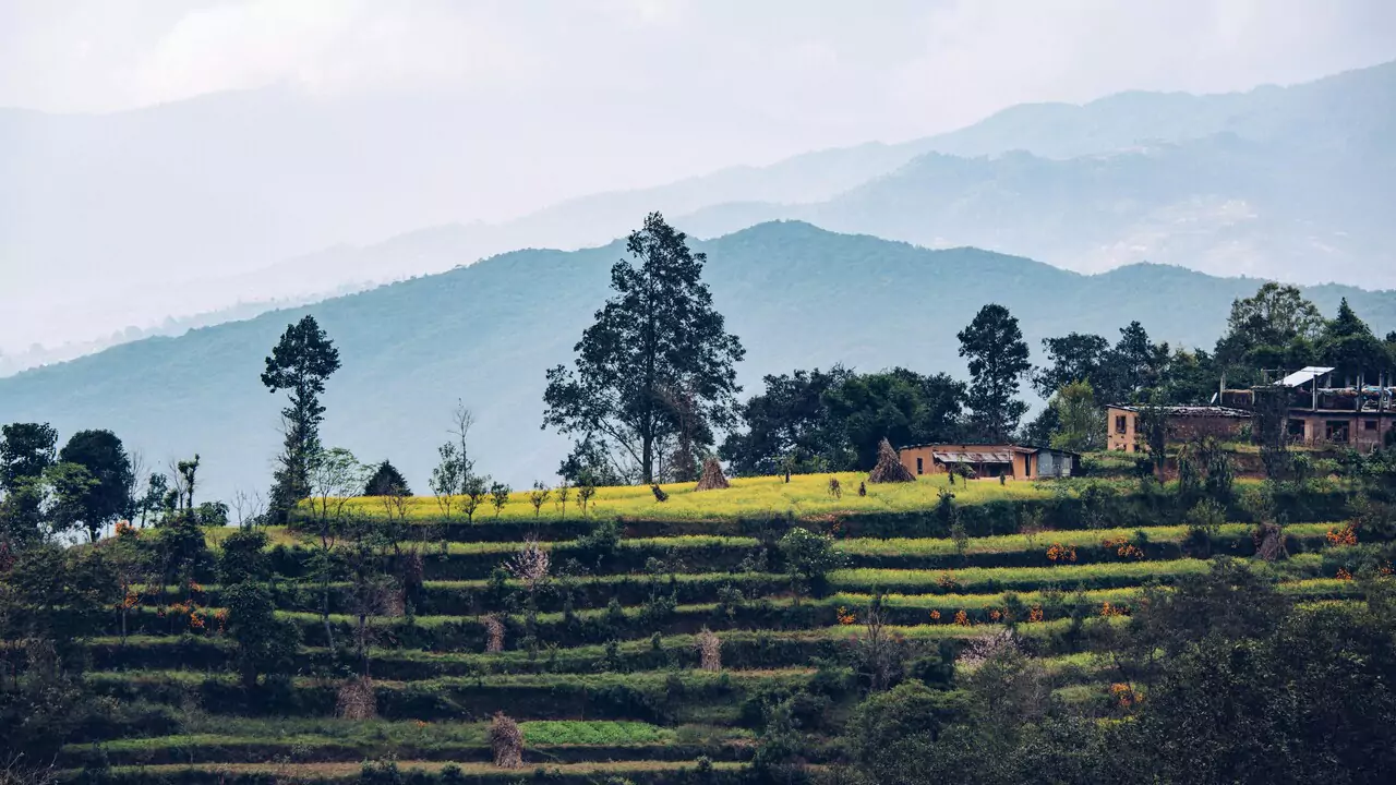 A scenic view of terrace farming featuring a house in the foreground surrounded by fields and trees.