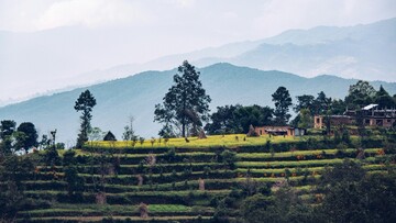 A scenic view of terrace farming featuring a house in the foreground surrounded by fields and trees.